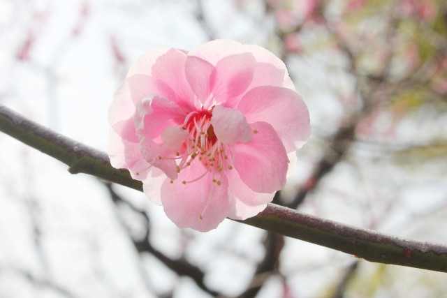 の 名所 関東 梅 【関東】春の訪れを感じられる♡美しい梅の名所を15選ご紹介◎