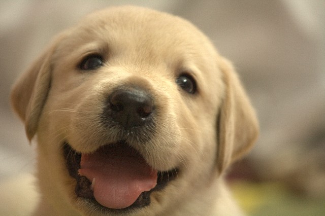 番外編 絶対に笑顔になれるかわいい犬動画特集 超厳選28
