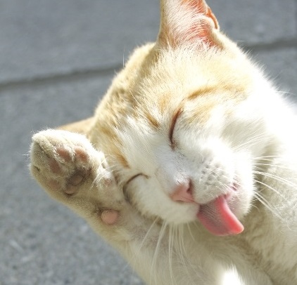 番外編 絶対に笑顔になれるかわいい猫動画特集 超厳選26