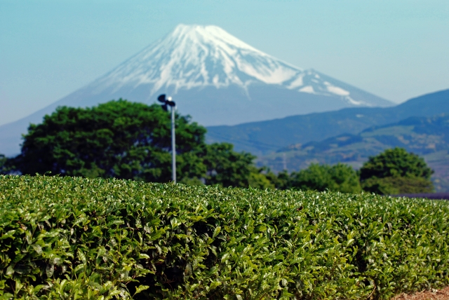 富士山と茶畑