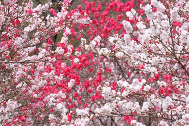 桃の花